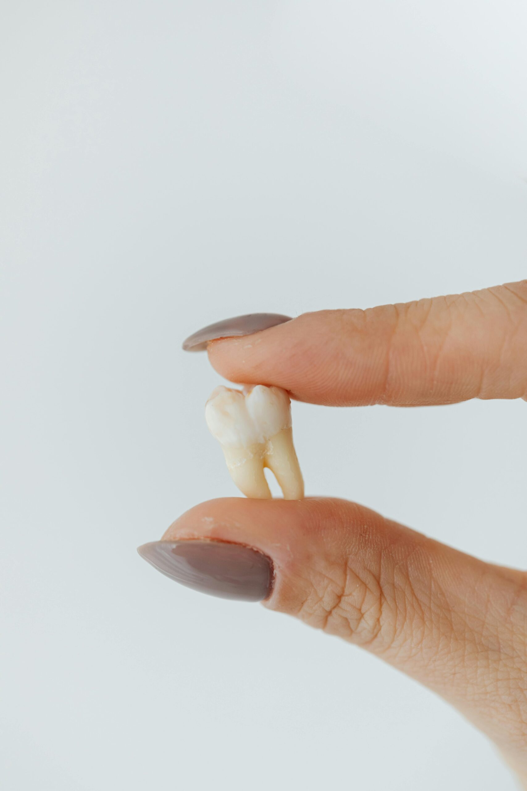Hand holding a knock-out tooth between two fingers, dentistry.
